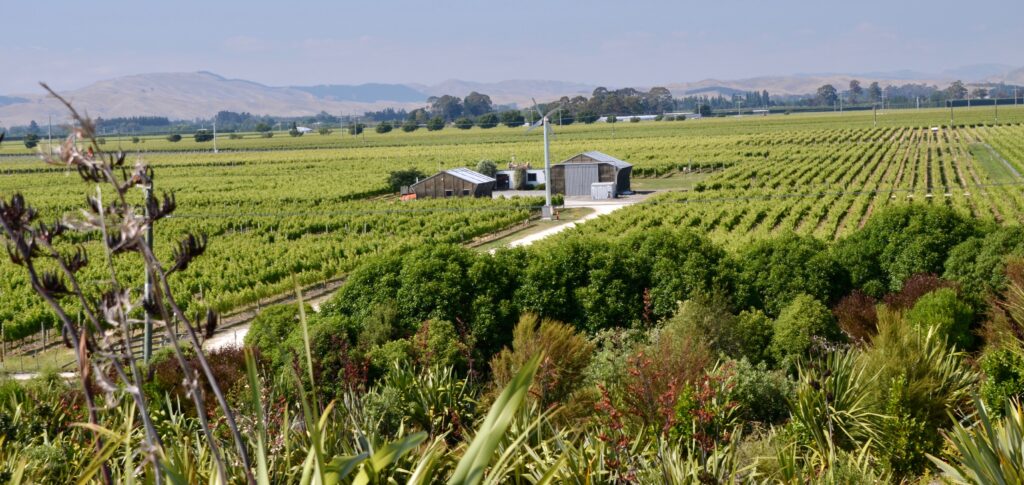 A scenic view of vineyard landscape in North Island of New Zealand Rolling hills with rows of vines and in the distance production buildings.