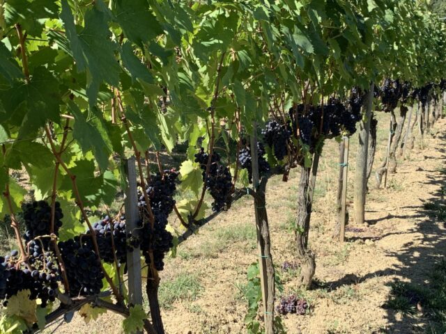 Rows of grapes (black) hanging from vines in Tuscany Italy.