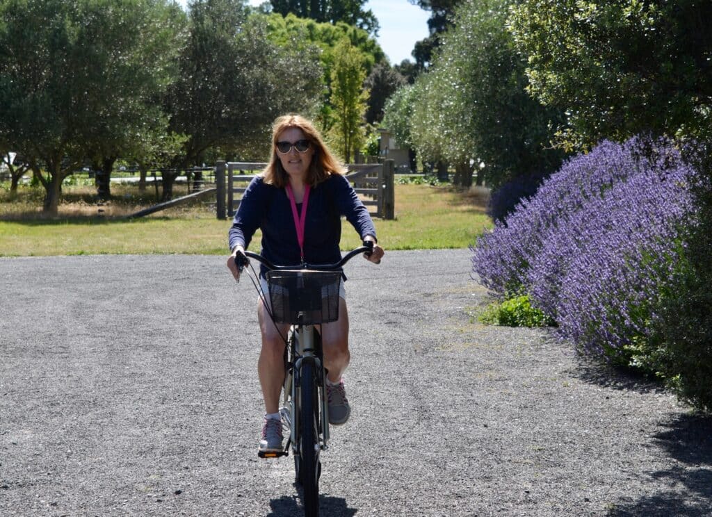 Woman cycling through wineries on a bicycling. Lavender bushes are in bloom with purple flowers the right side of the pathway she is cycling down.
