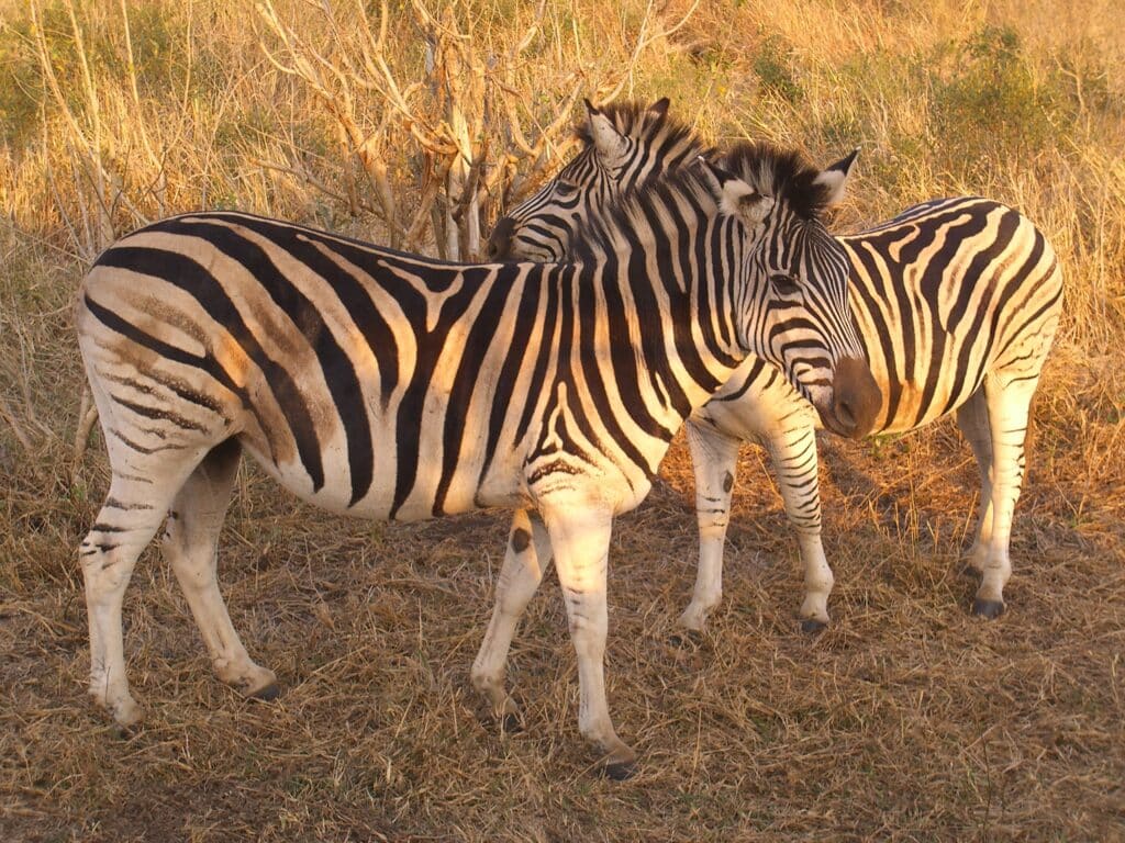 Zebras South Africa