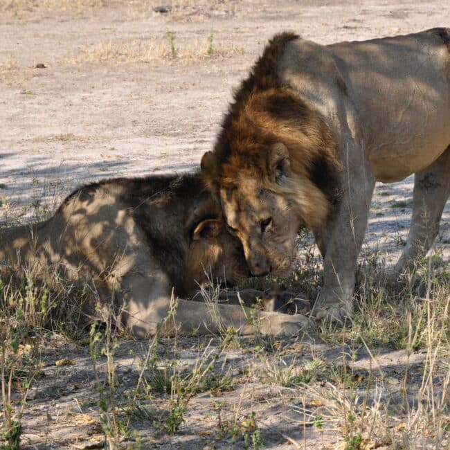 Two lions in Botswana are nestled together in a show of tenderness. This is one of our dreamy destinations for romantic getaways featured in this post.
