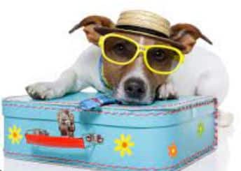 Cartoon of dog sitting on a suitcase with sunhat and sunglasses on.