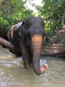 An elephant standing in a river is drinking from it.