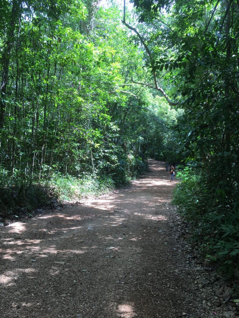 A dirt track pathway leads walkers to the Emerald Pool, near Krabi Thailand.