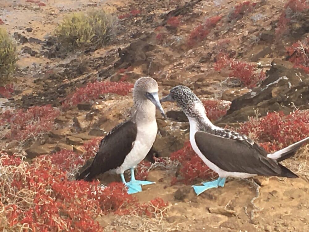birds
