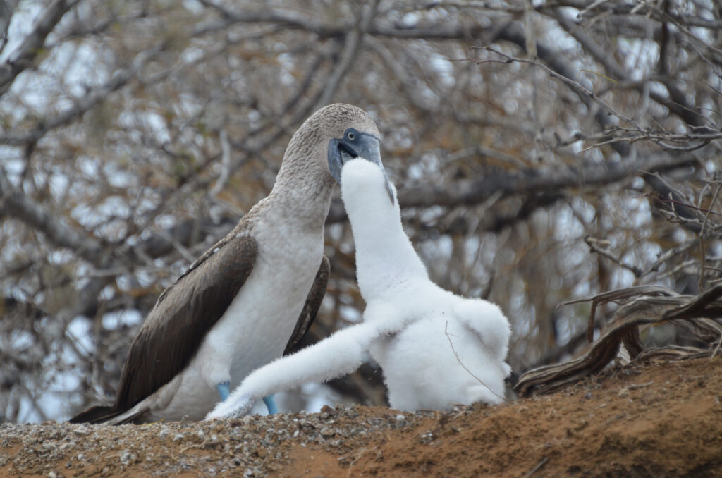 A blue footed boobie bird feeds its youngster in the Galรกpagos Islands. They perch on the branch of a tree.
