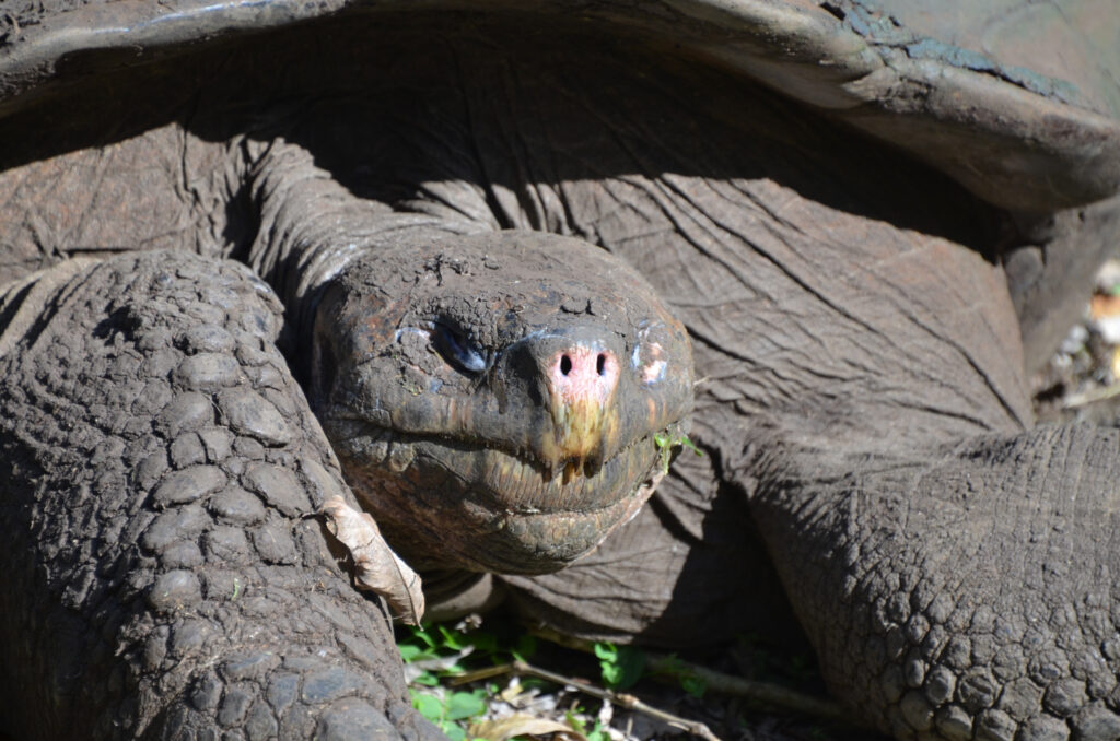 A giant tortoise on Galapagos Island.