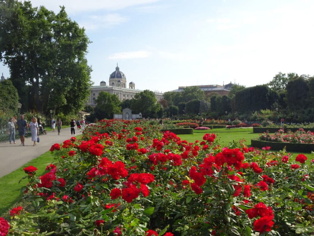Red Roses growing in public gardens in Vienna.