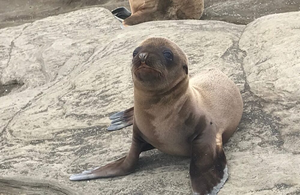 Seal in Galรกpagos Islands is sitting on a rock.