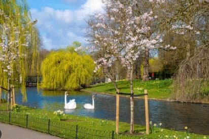 Swans in Regents Park in London