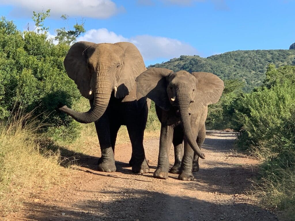 Elephants in South Africa an affordable destination