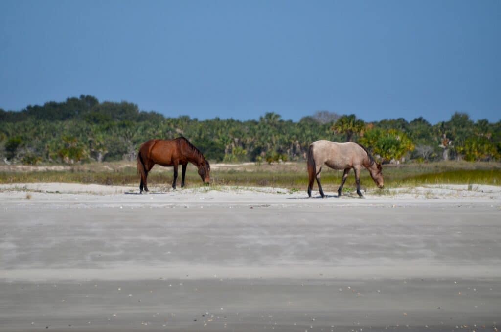 Two wild horses grass on the beach protected by the original owner of the island.