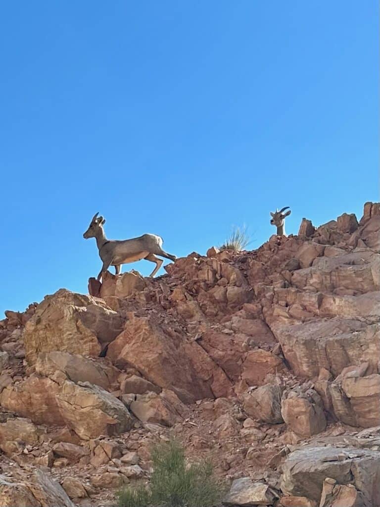 Baby Bighorn Sheep on our roadtrip in Colorado National Monument.