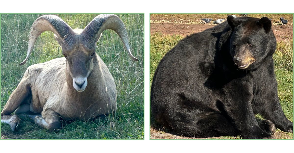 Mountain Horned Sheep and A Bear at Bear USA one of the many Black Hills activities to discover.