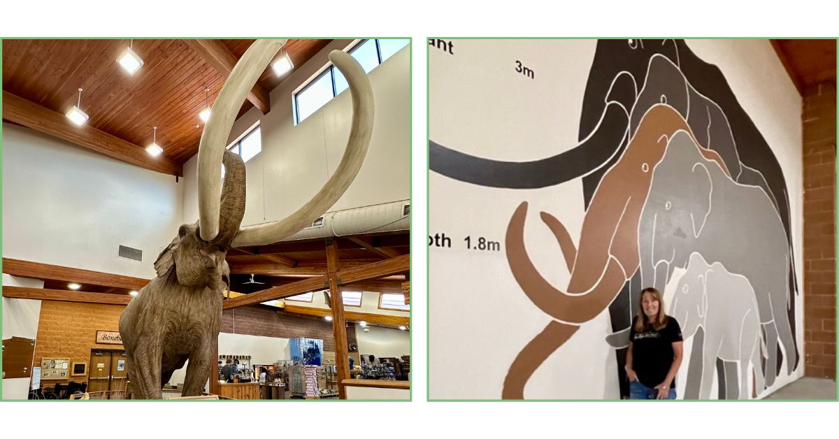 Young replica of mammoth and chart showing relative size vs. elephants at the Dig Site in Black Hills, South Dakota.