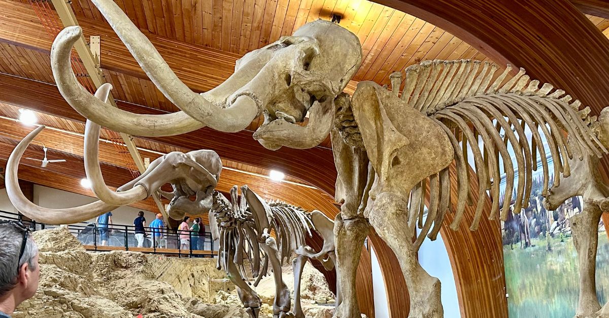 Two mammoth skeleton exhibits in Dig site at Hot Springs South Dakota. People are visiting the facility and walking around.
