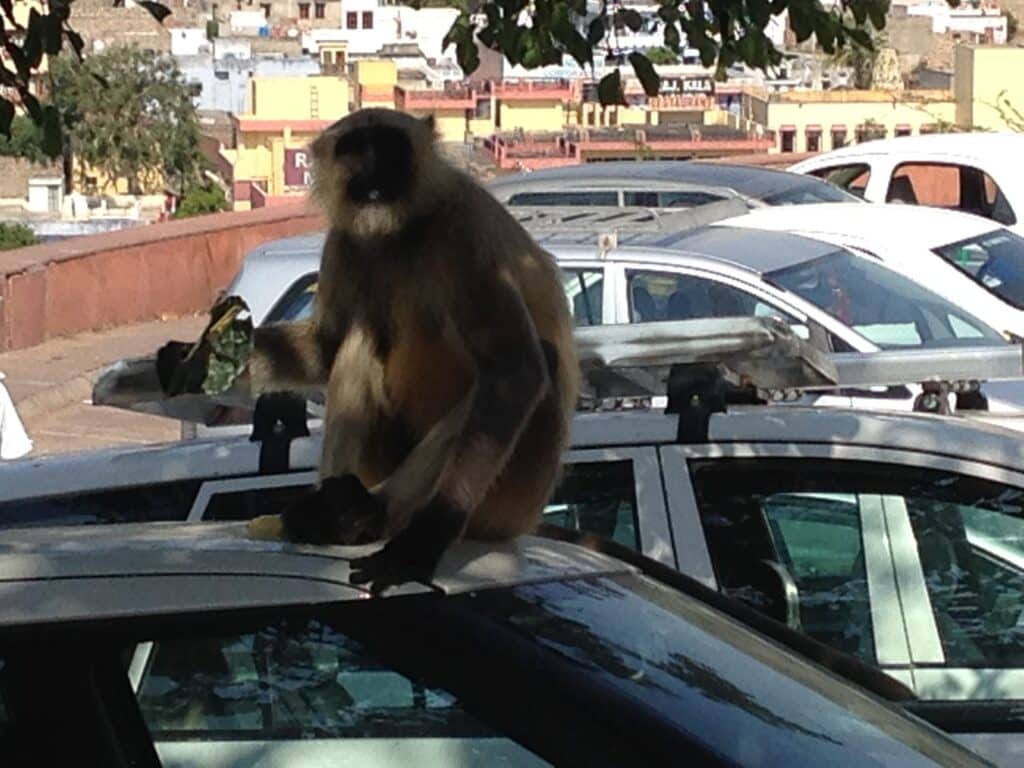 A monkey sits on a car roof in Jaipur India. It has a banana in its hand.