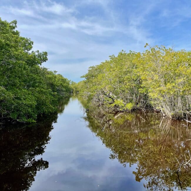 Explore mangroves by kayak