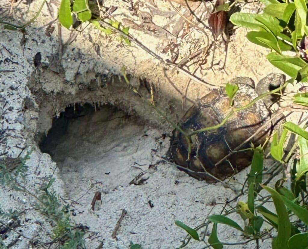 Gopher Tortoises near its burrow on Feranadina Beach, Amelia Island