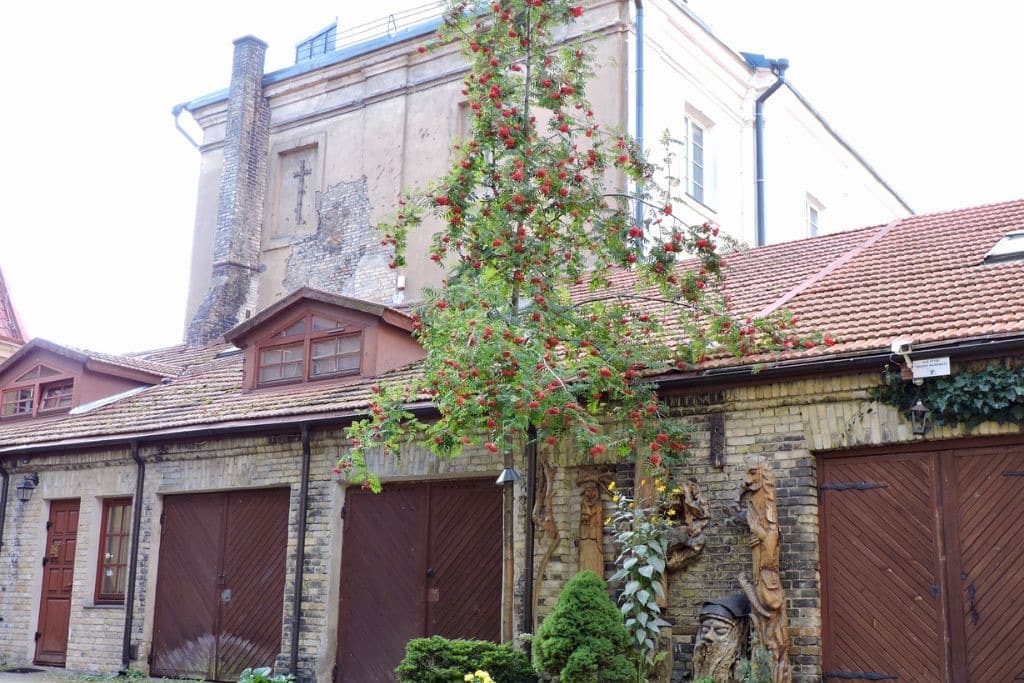 A street in Vilnius with carved statues hung onto the brick wall. Behind is a church with a cross and a tree with orange flowers.