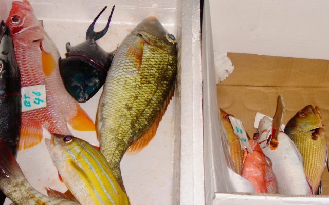 Boxes of freshly caught fish from the Indian Ocean. The fish are different species and colours from black to orange striped yellow and silver and white.