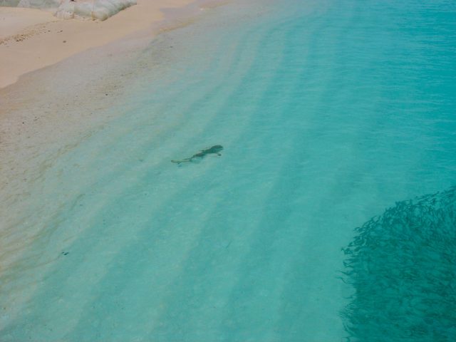 A shark is surveying a fish ball just offshore in The Maldives.