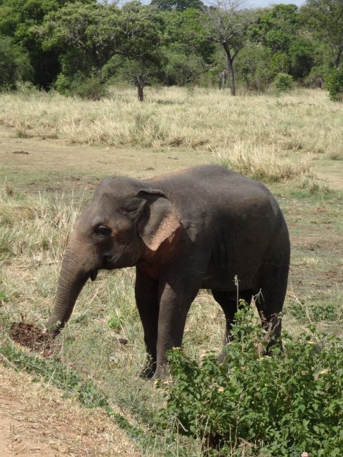A baby elephant feeding on bushes in Sri Lanka.