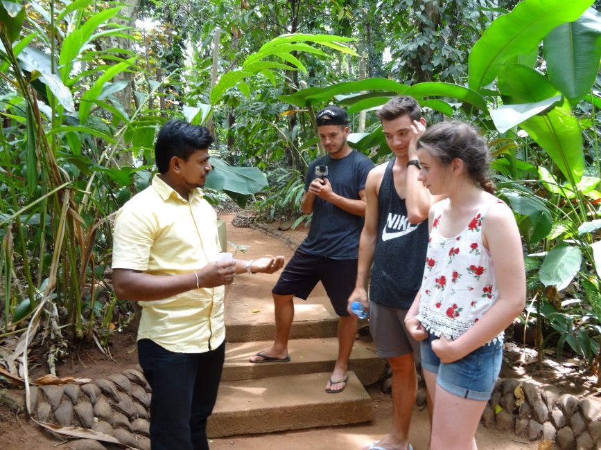 Guide explaining about the spices in the spice garden in Sri Lanka