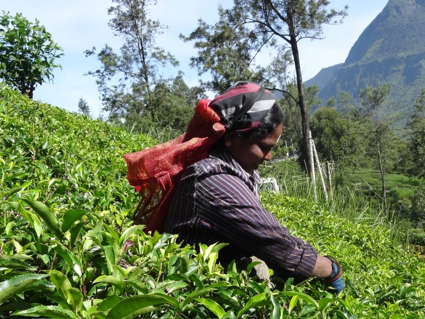 Woman picking tea in the plantation areas of Sri Lanka.