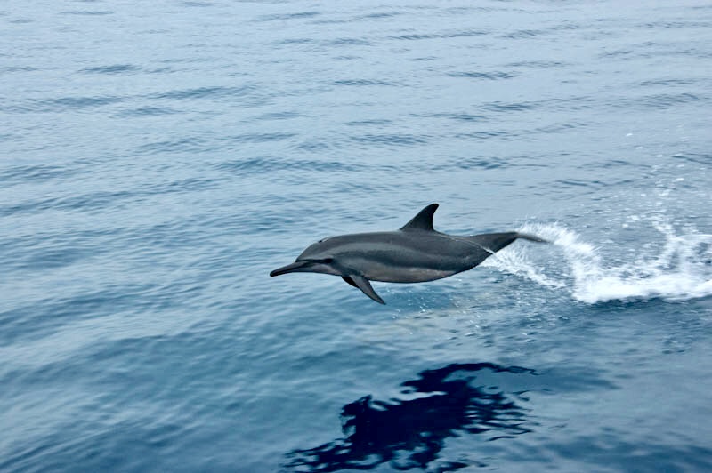 Dolphin jumping out of the water as dive boat passes by.