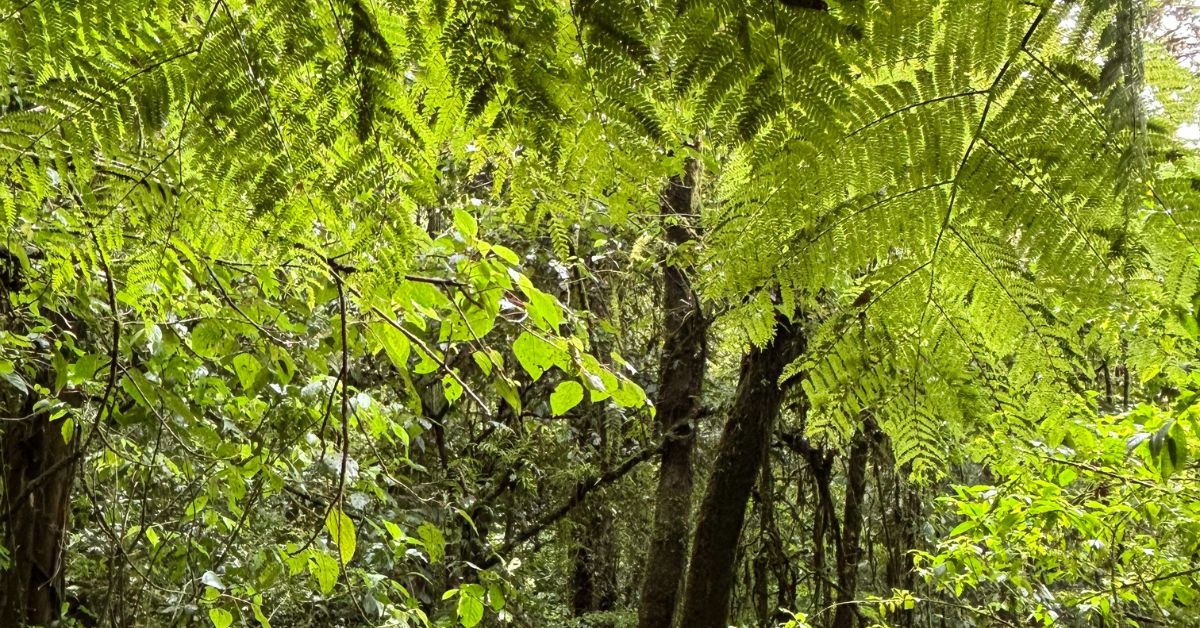 Bright green trees of different varieties in the cloud forest in Monteverde.  