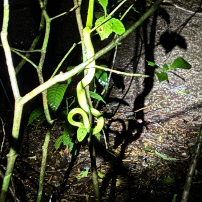 Green snake entwined around a branch at night time