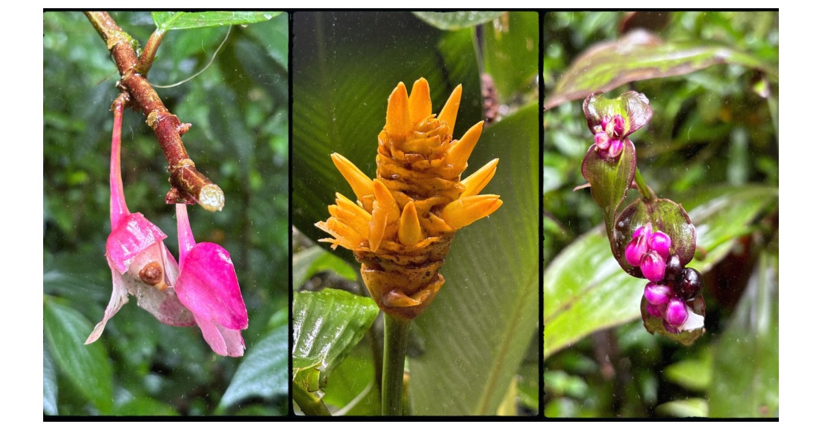 Selection of flowers found in the Monteverde Cloud Forest. Some are with berries, others are pink and orange.