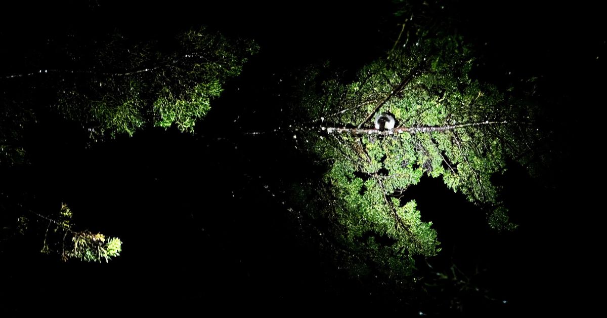Nocturnal life in Monteverde Cloud Forest. An animal is sheltering on a tree branch from heavy rain.