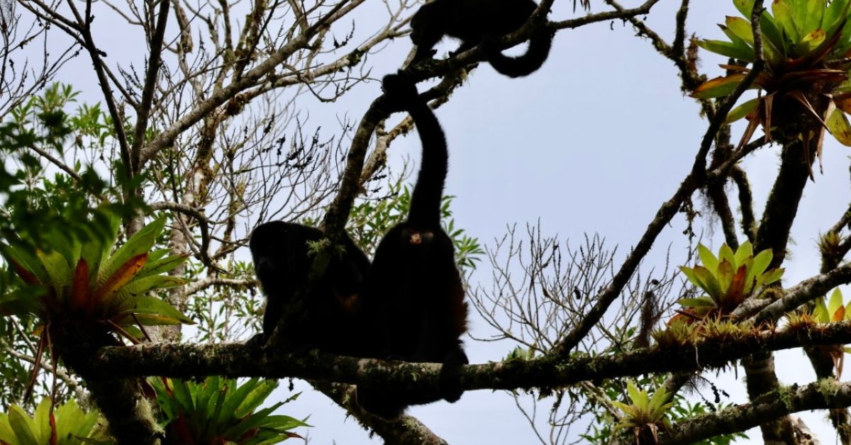 3 howler monkeys playing on a tree branch. 