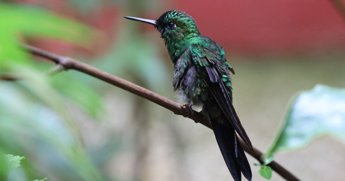 Hummingbird resting on a tree branch.