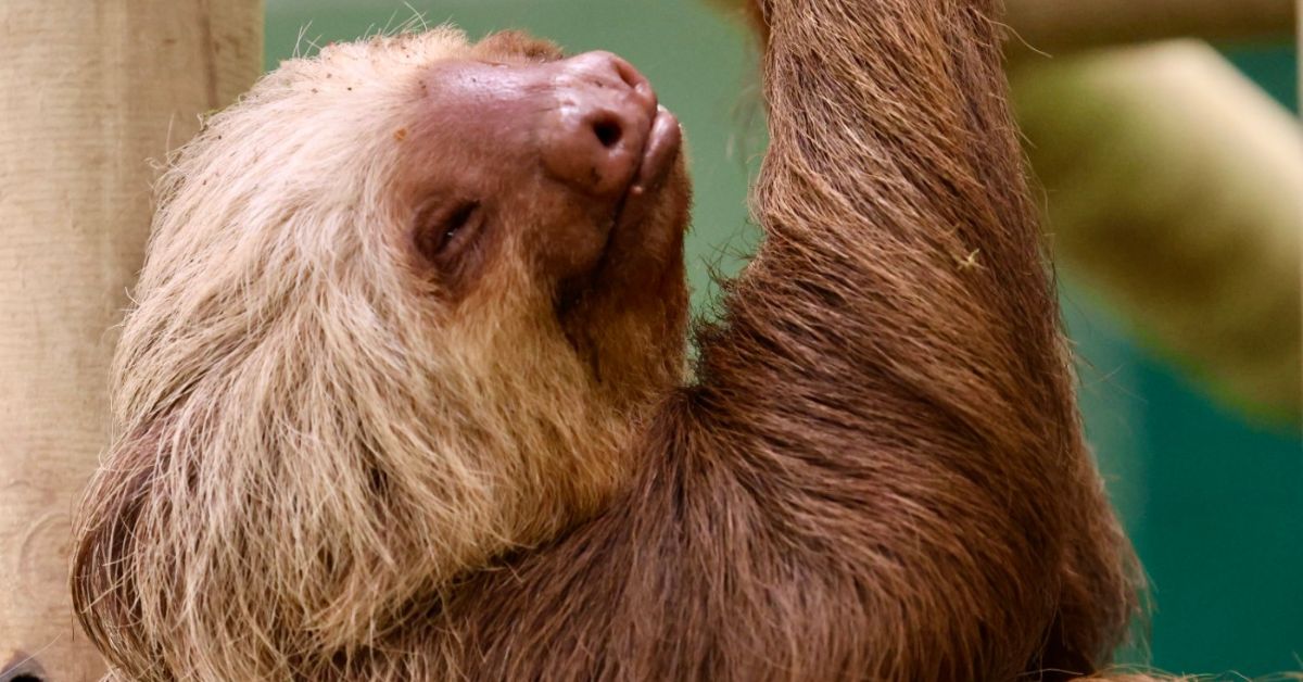Costa Rican Sloth.