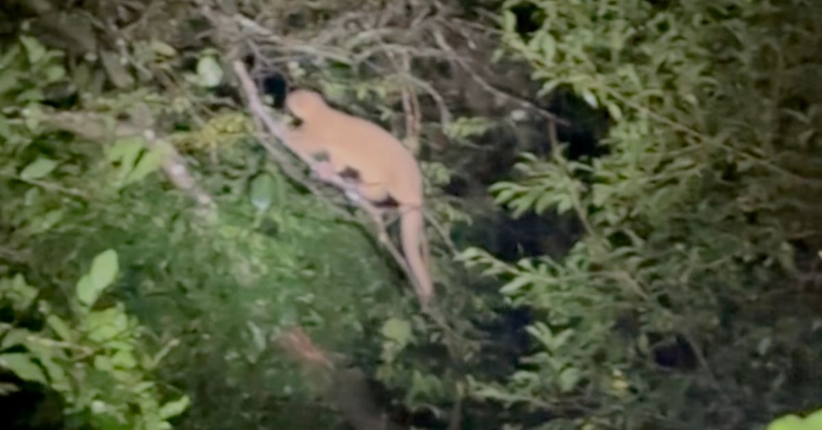 Kinkajou climbing a tree at night.