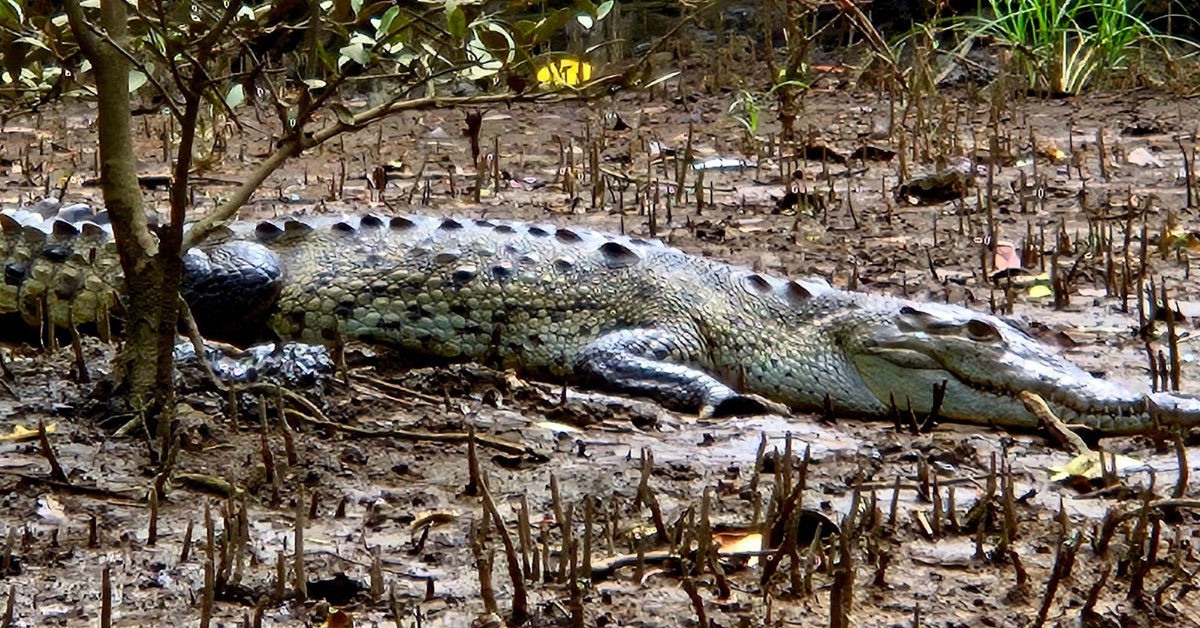 A crocodile on a river bank river near Playa Grande and Tamarindo seen from a boat tour.