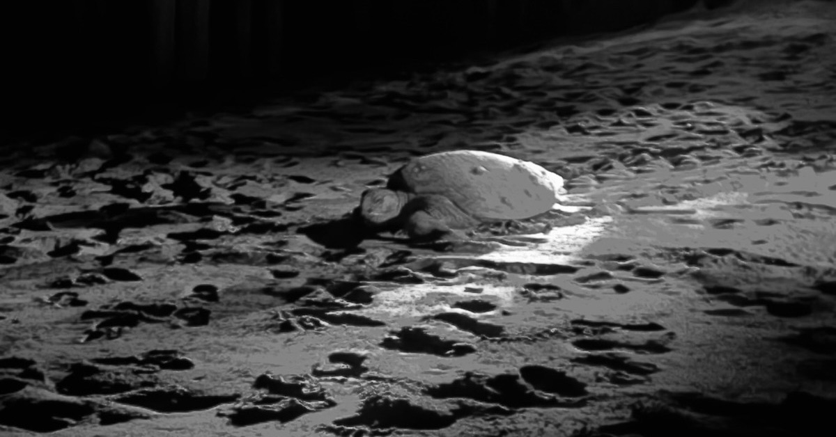A sea turtle heading from her nest on the sandy beach to the ocean, near Playa Grande Costa Rica, in darkness.