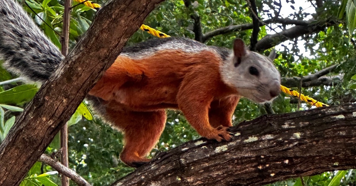 A small red and grey squirrel in a tree.