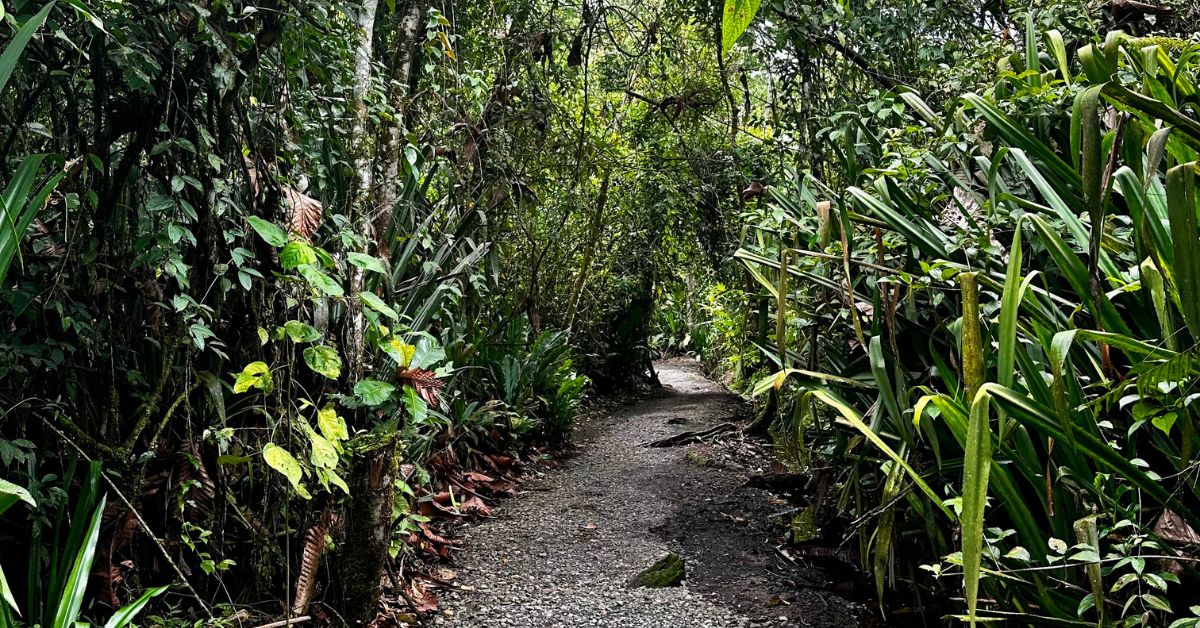 Trail pathway in Bogarin Nature reserve with tall rainforest trees either side
