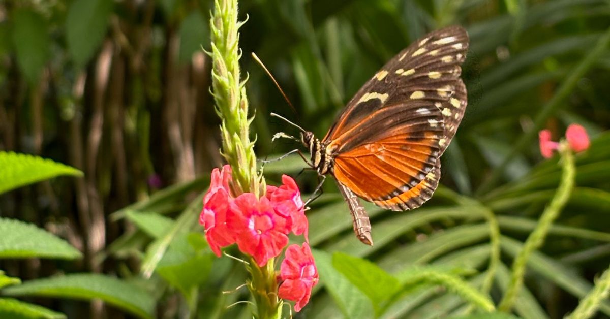 Orange butterfly with speckled white dots on brown wings hovers around a pink flower