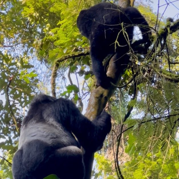 Two gorillas climbing tree in Bwindi Forest.