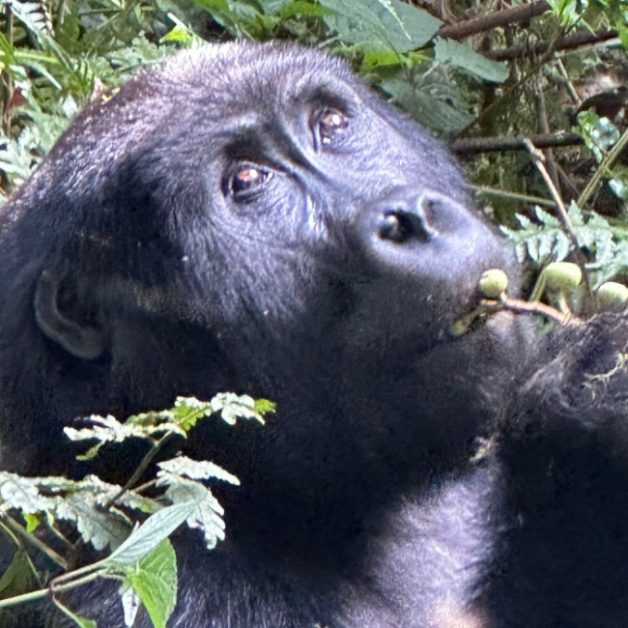 Gorilla eating berries.