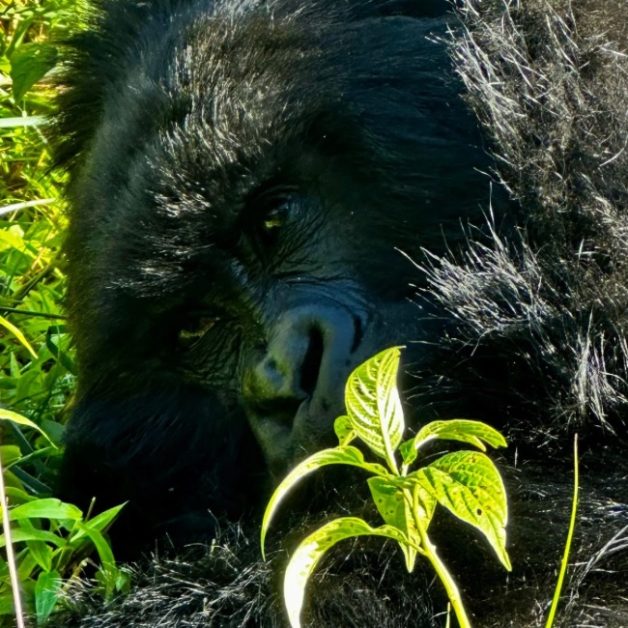 Mountain Gorilla resting in high altitude forest.