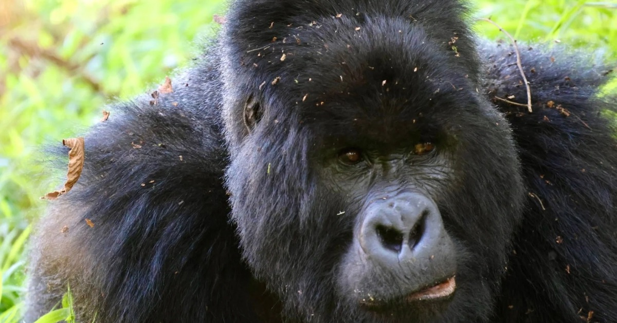 Silverback Gorilla in Bwindi Forest.