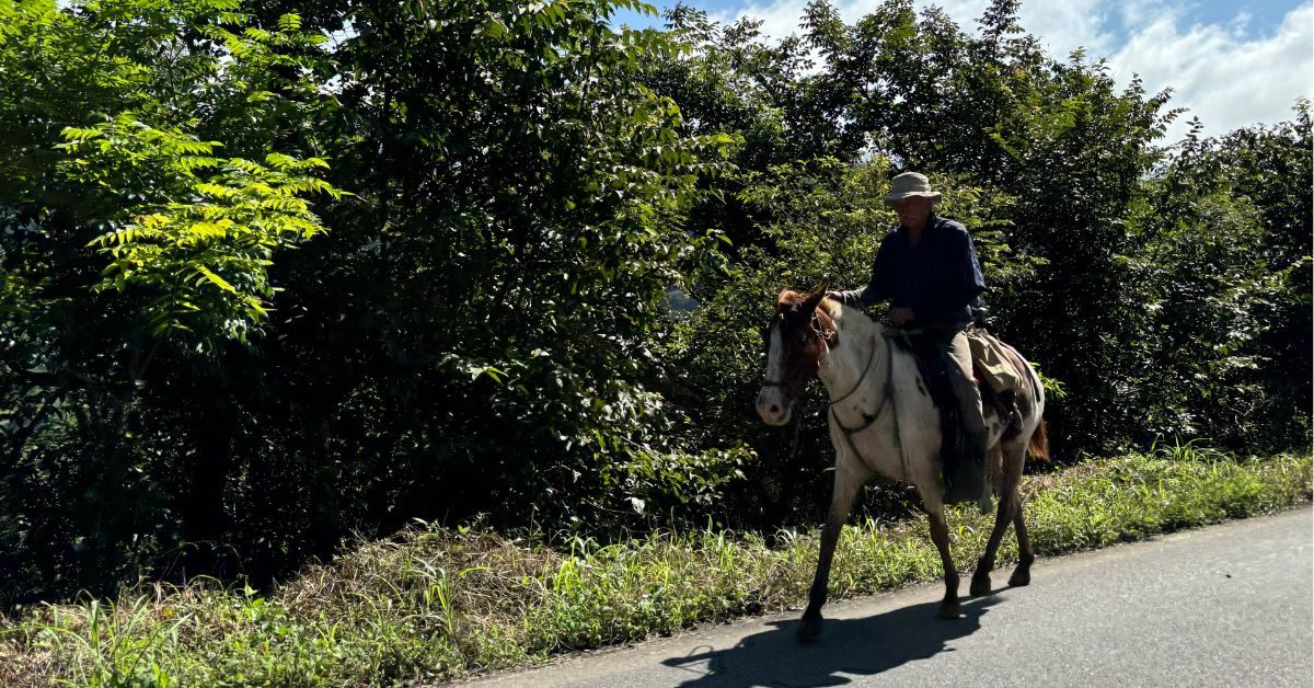 Man on horseback in a country road with trees by the side of the road