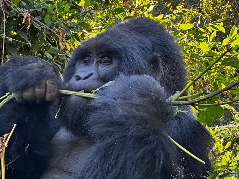 A silverback mountain gorilla is eating wild celery in Mgahinga Park.
