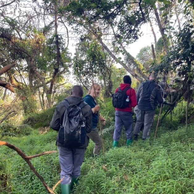 Group of mountain gorilla trekkers leaving base camp and heading into forested slopes.